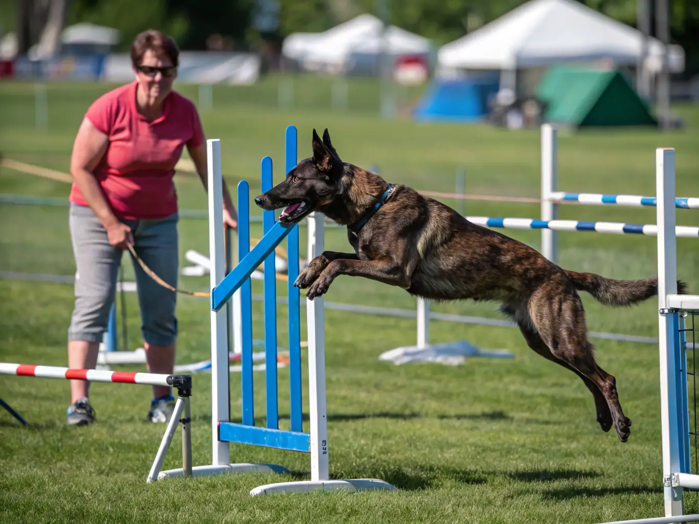 A photograph of a dog successfully completing an agility course, showcasing the club's focus on physical skill development and coordination.